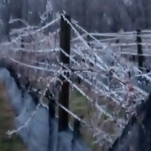 Meet your Posher, Sonia